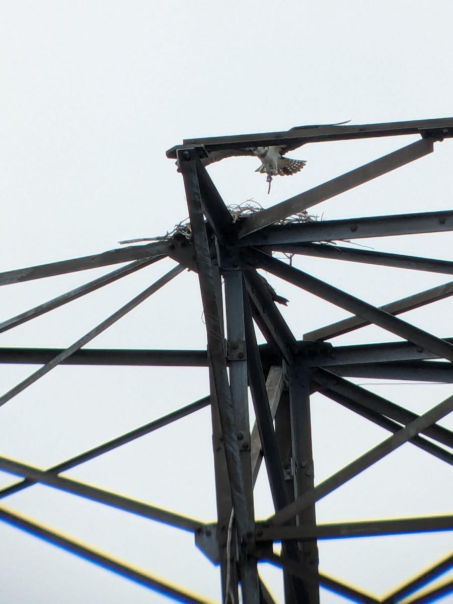 Osprey - ML633655370