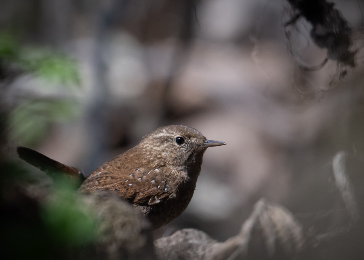 Winter Wren - ML633655454
