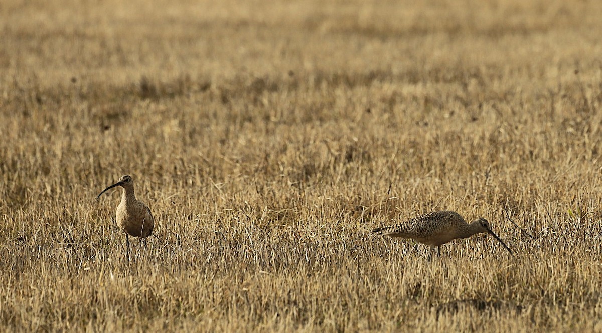 Long-billed Curlew - ML633655460