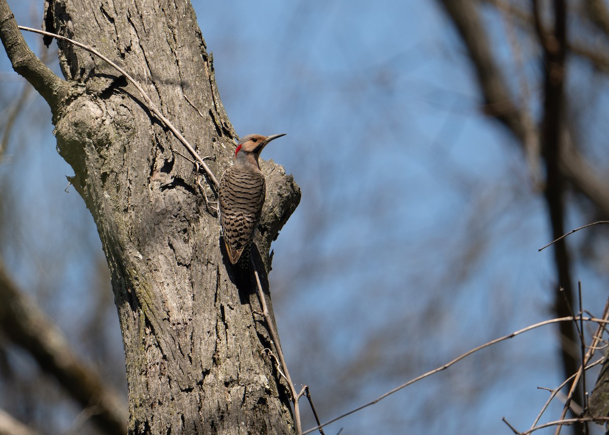 Northern Flicker - ML633655467