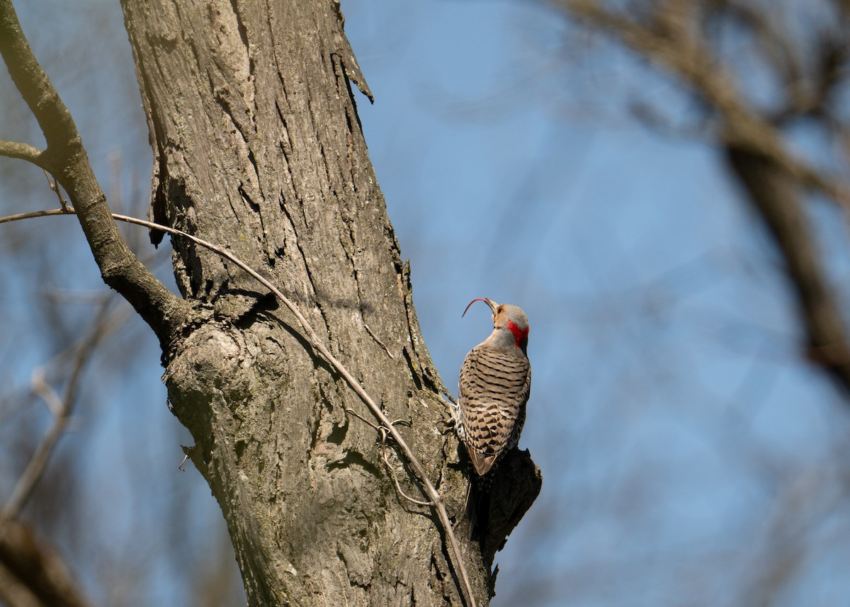 Northern Flicker - ML633655469
