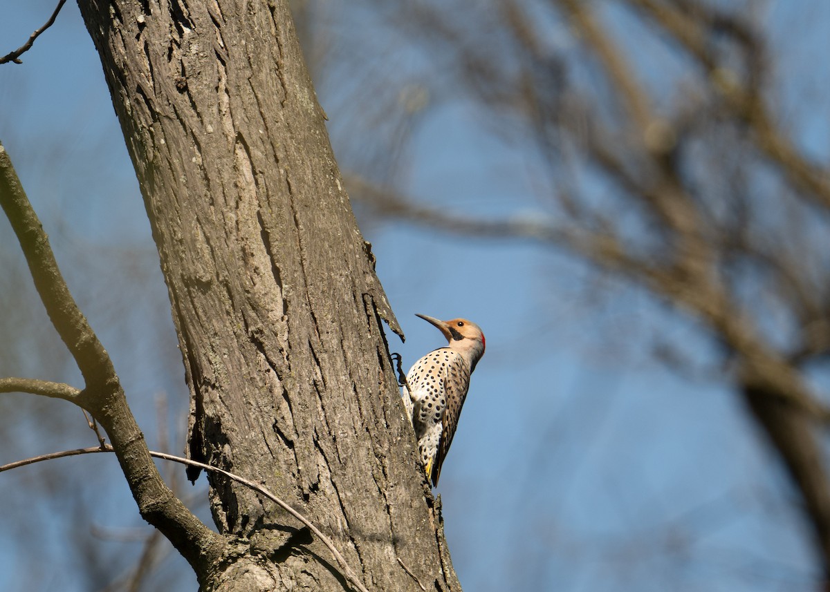Northern Flicker - ML633655470