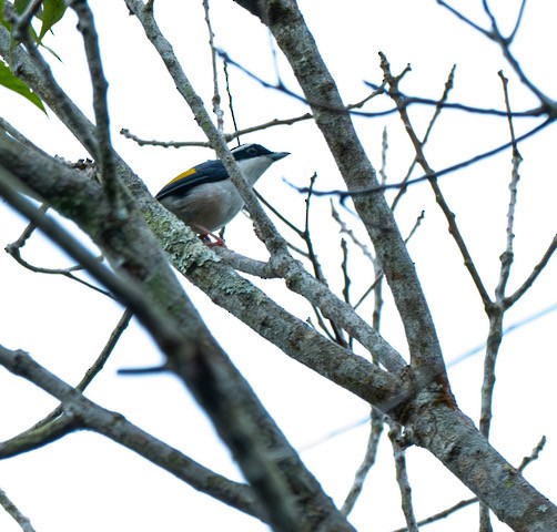 White-browed Shrike-Babbler (Dalat) - ML633655667