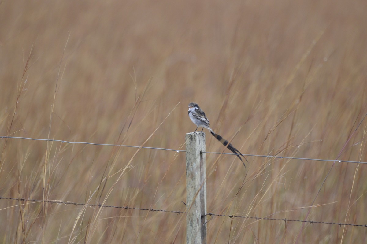 Strange-tailed Tyrant - ML633655938