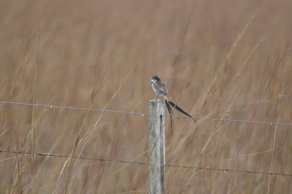 Strange-tailed Tyrant - ML633655958