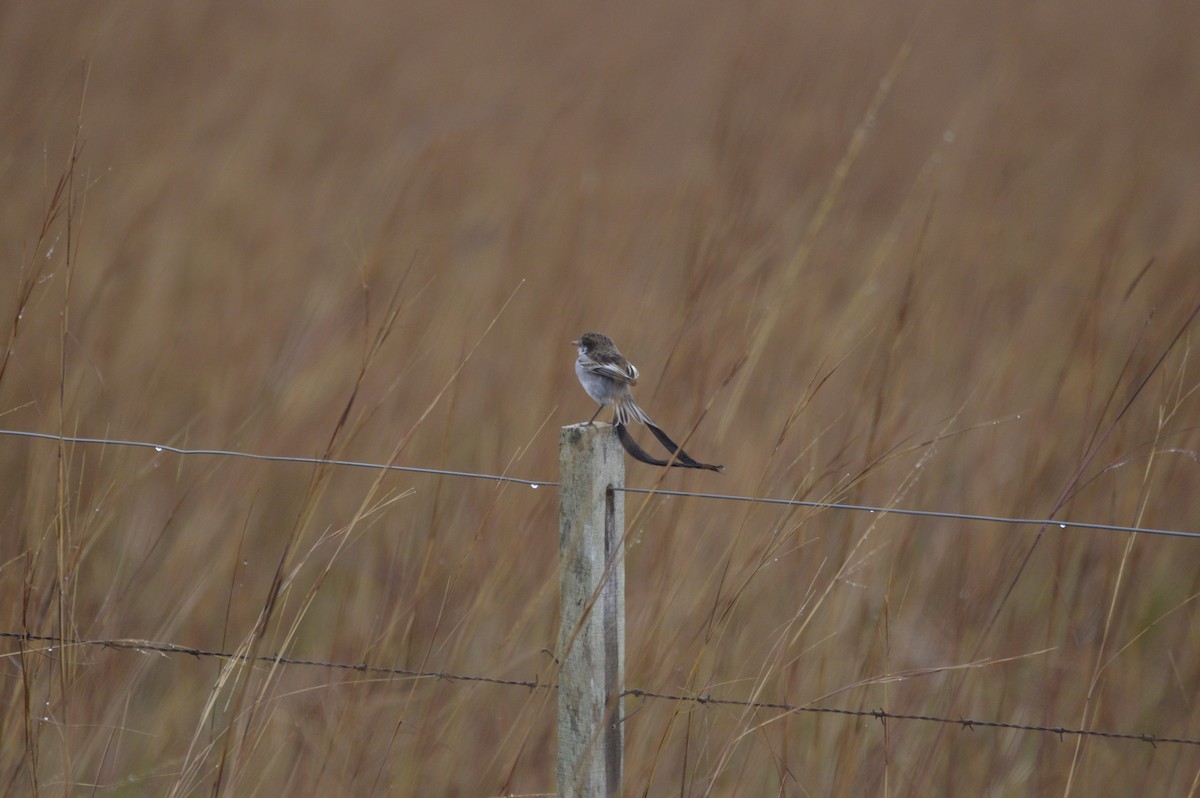 Strange-tailed Tyrant - ML633655966