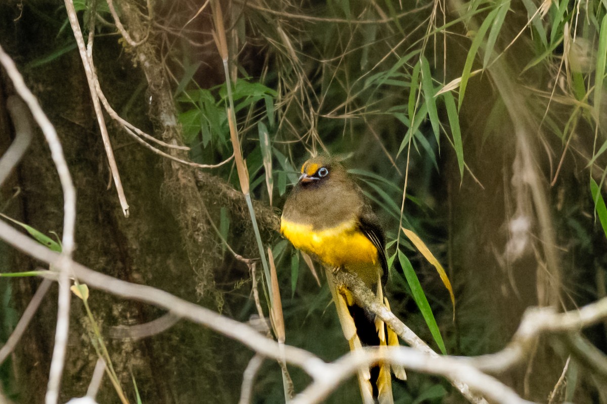 Ward's Trogon - ML633655987