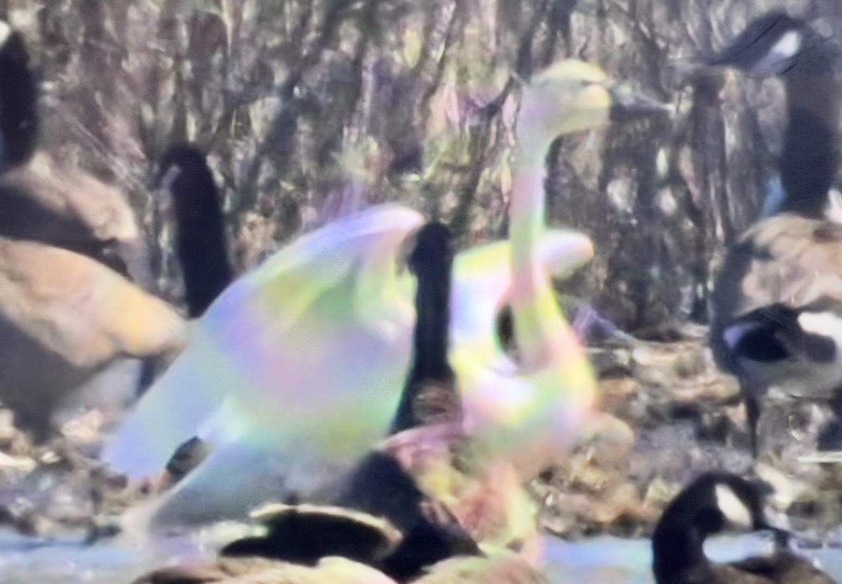 Tundra Swan - ML633656186