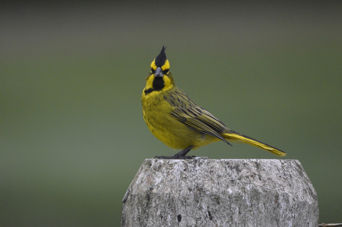 Yellow Cardinal - ML633656229