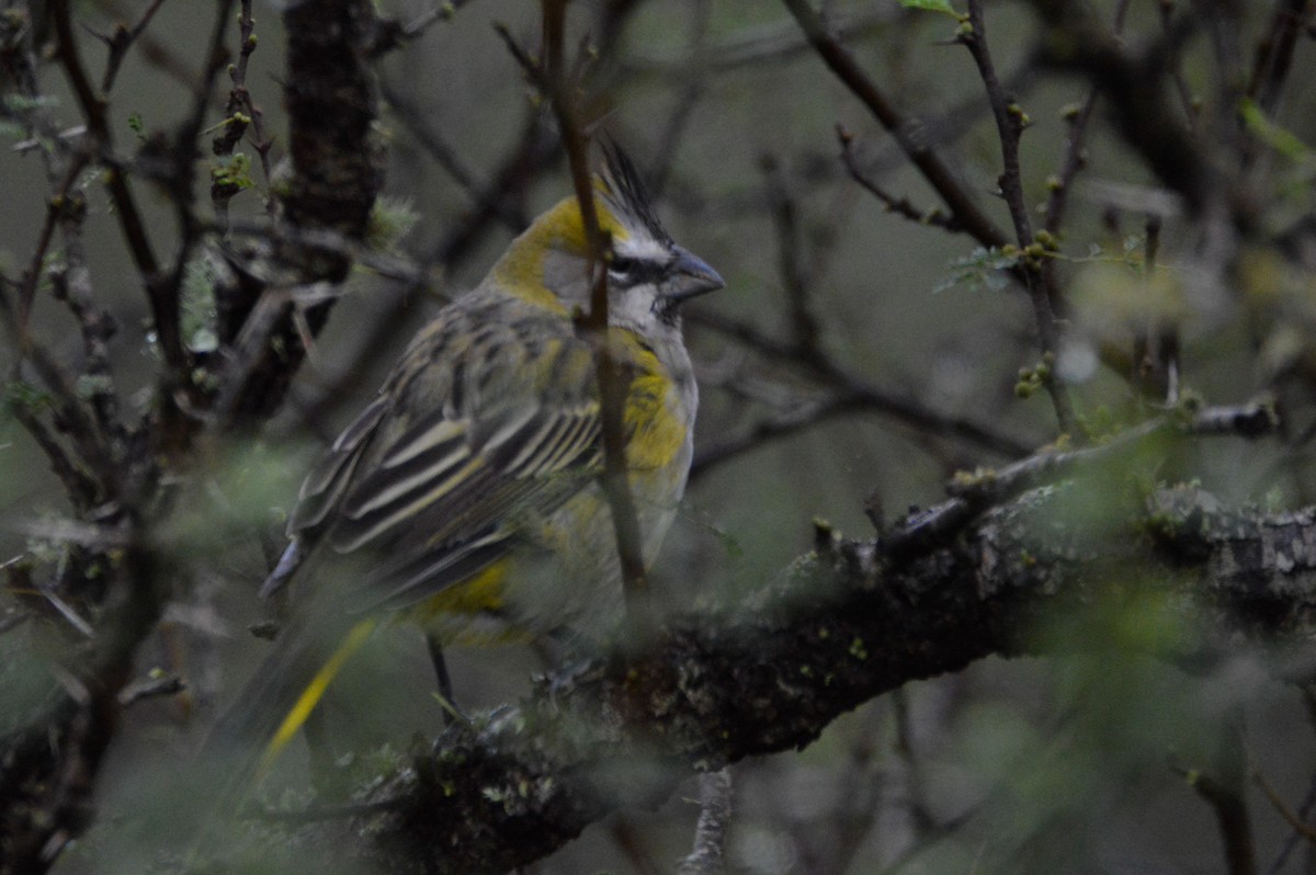 Yellow Cardinal - ML633656305