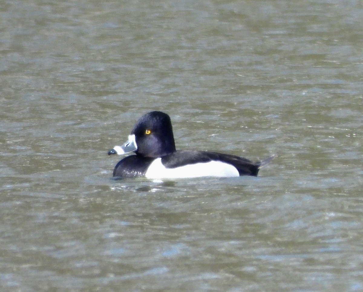 Ring-necked Duck - ML633656358