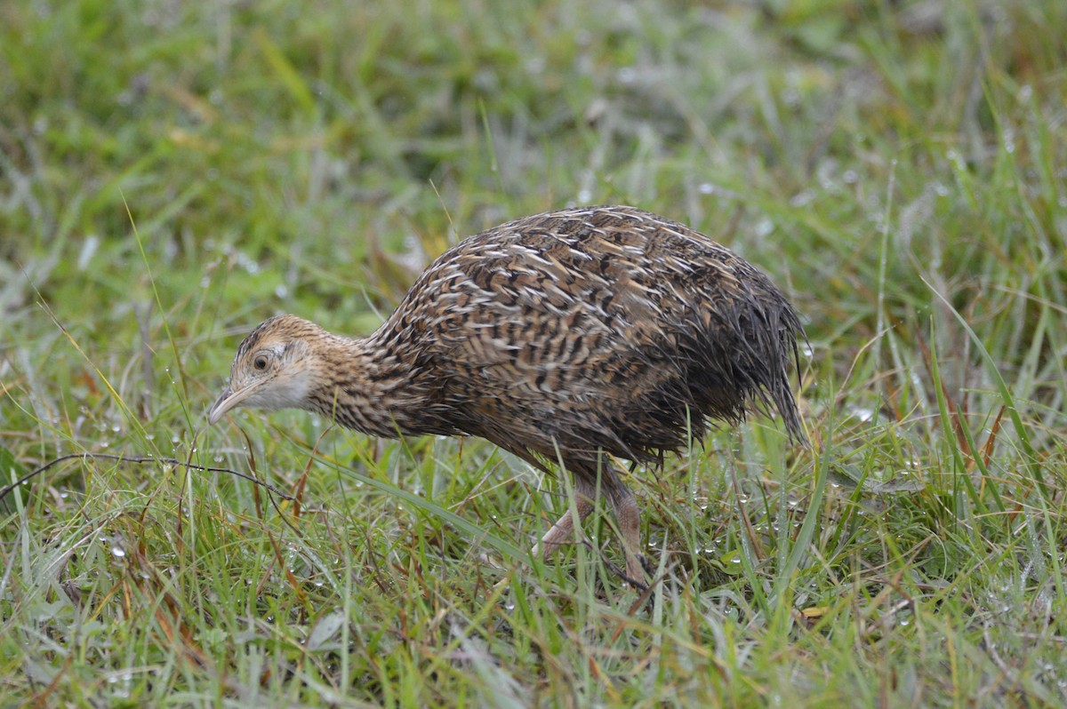 Red-winged Tinamou - ML633656376