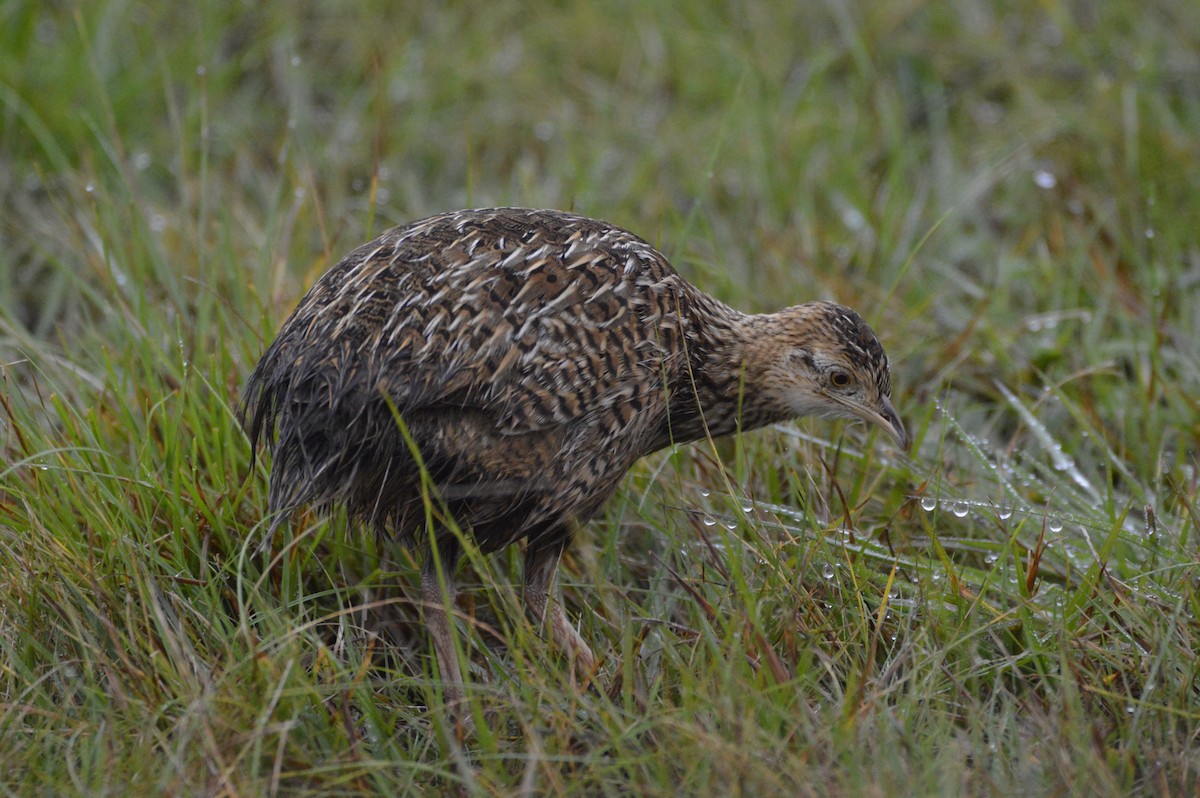 Red-winged Tinamou - ML633656404