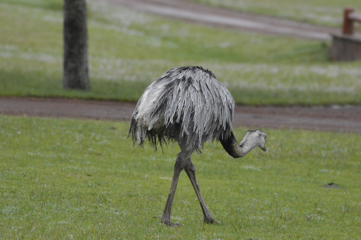 Greater Rhea - ML633656442