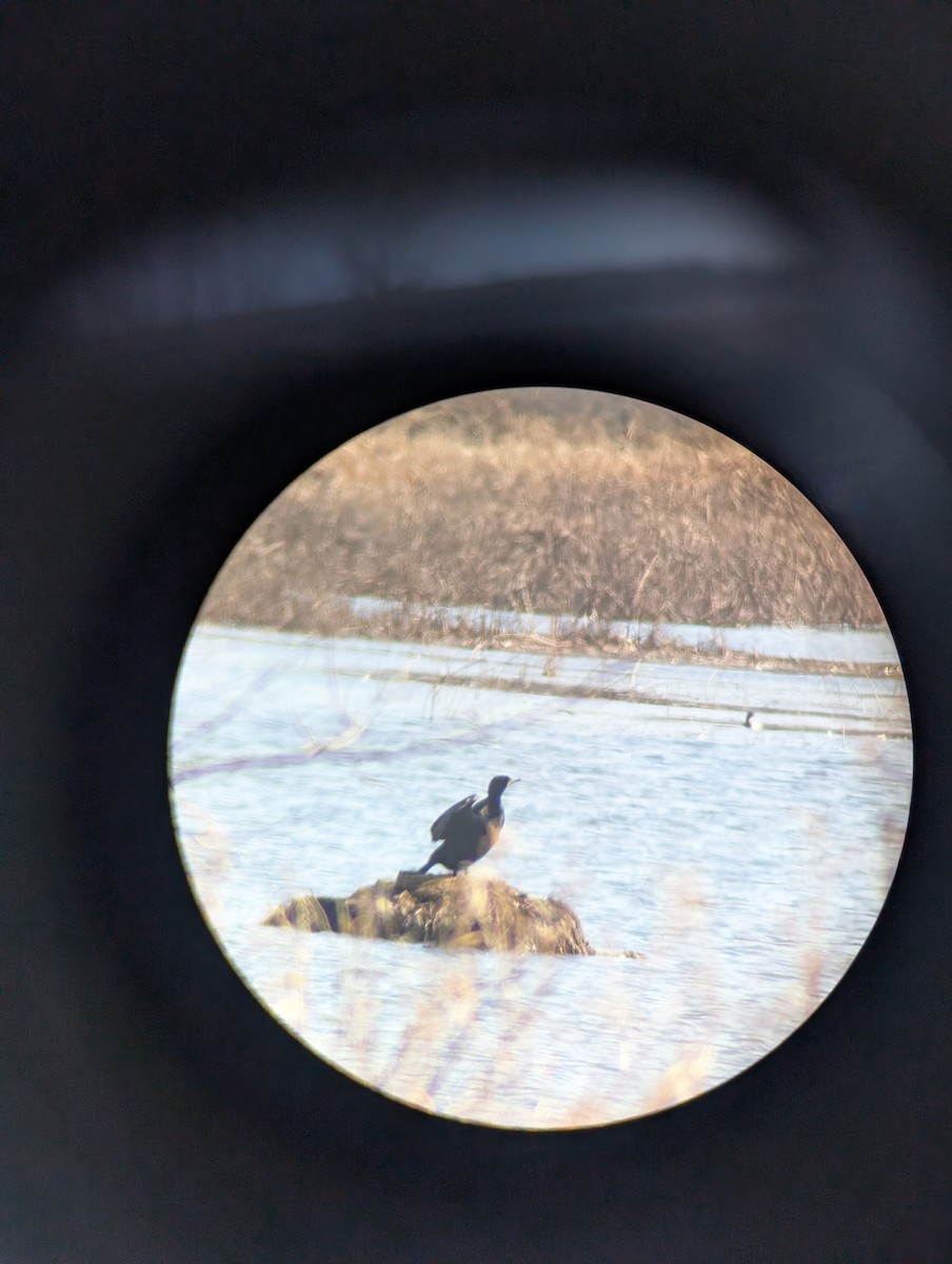 Double-crested Cormorant - ML633656469