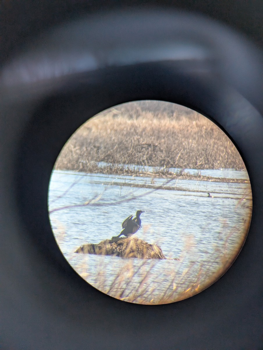 Double-crested Cormorant - ML633656470