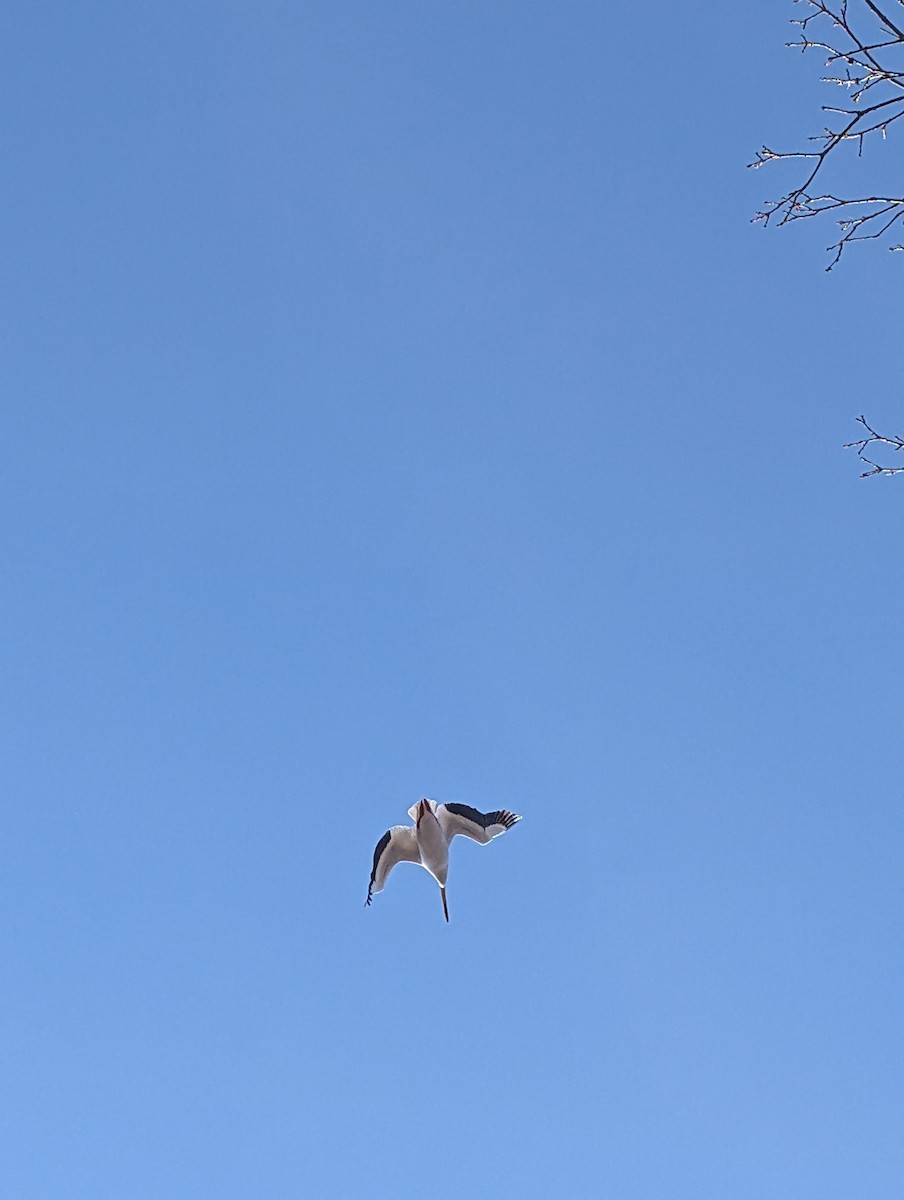 American White Pelican - ML633656475