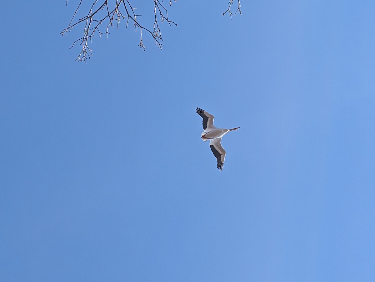American White Pelican - ML633656476