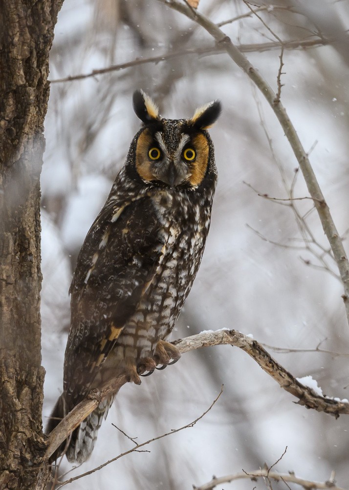 Long-eared Owl - ML633656522