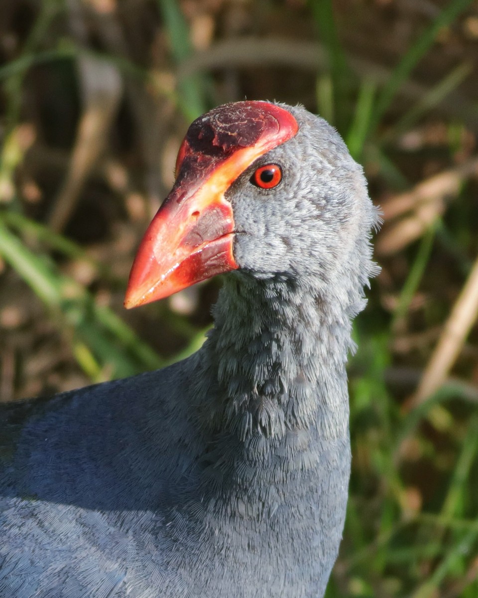 Philippine Swamphen - ML633656634