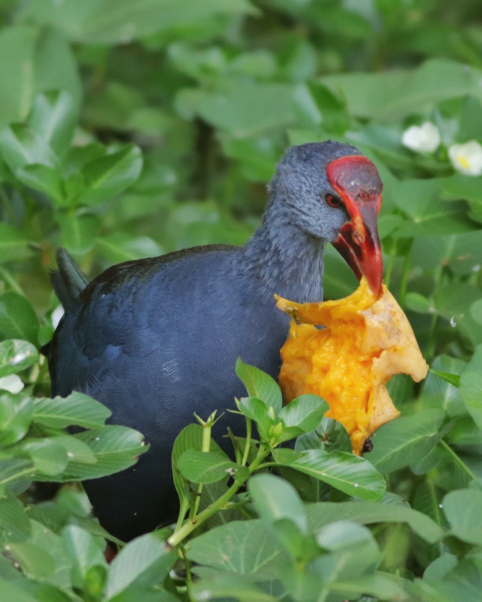 Philippine Swamphen - ML633656635