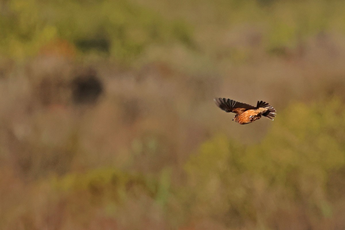 Cape Clapper Lark (Cape) - ML633656665