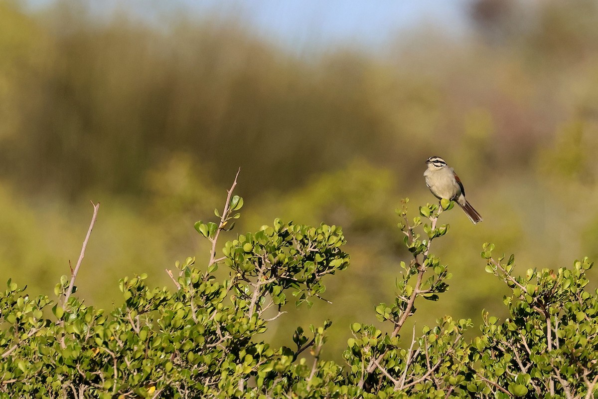 Cape Bunting (Cape) - ML633656672