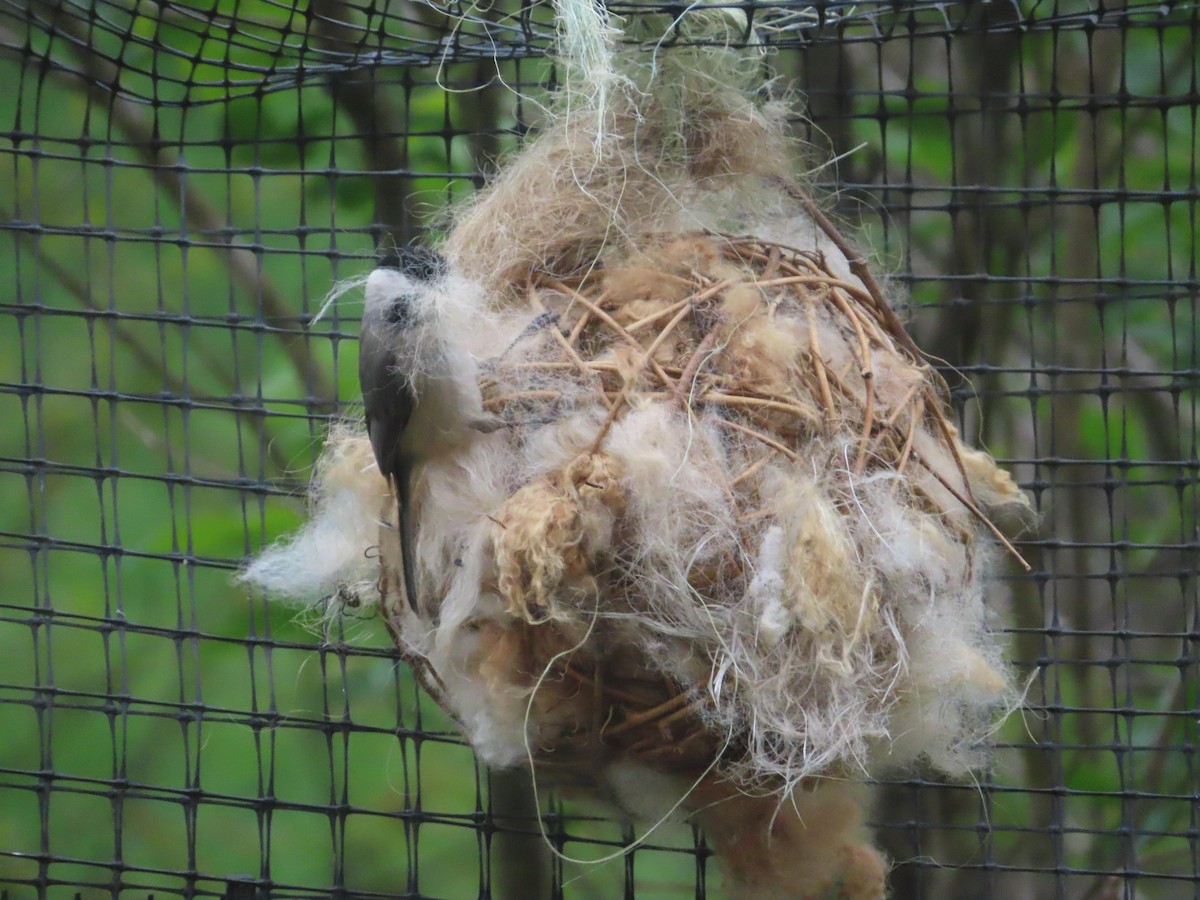 Carolina Chickadee - ML633656717