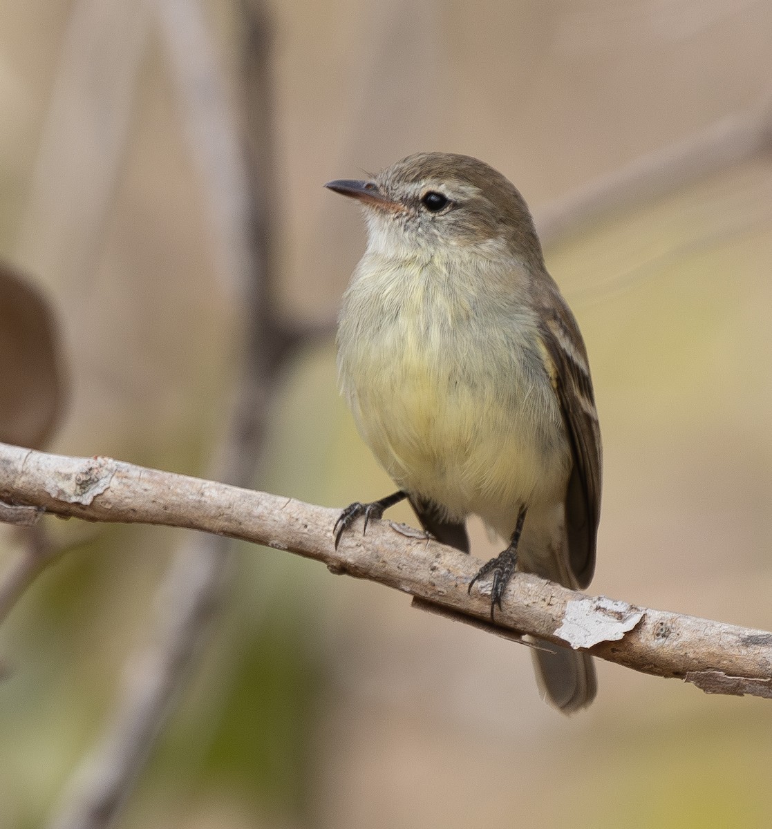 Mouse-colored Tyrannulet (Southern) - ML633656718