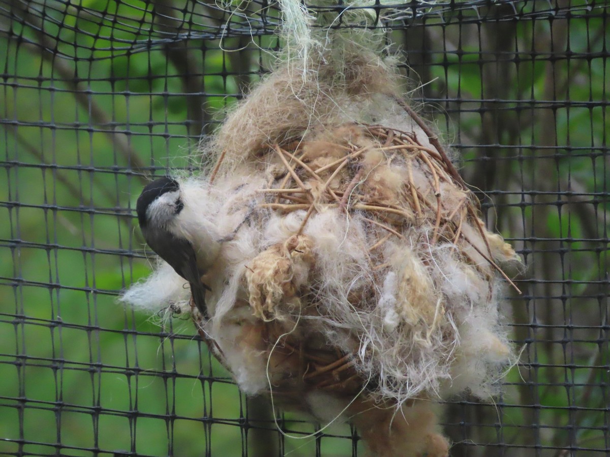 Carolina Chickadee - ML633656723