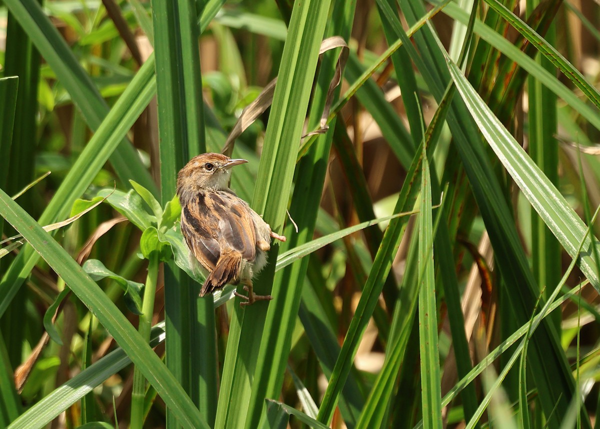 Carruthers's Cisticola - ML633656825