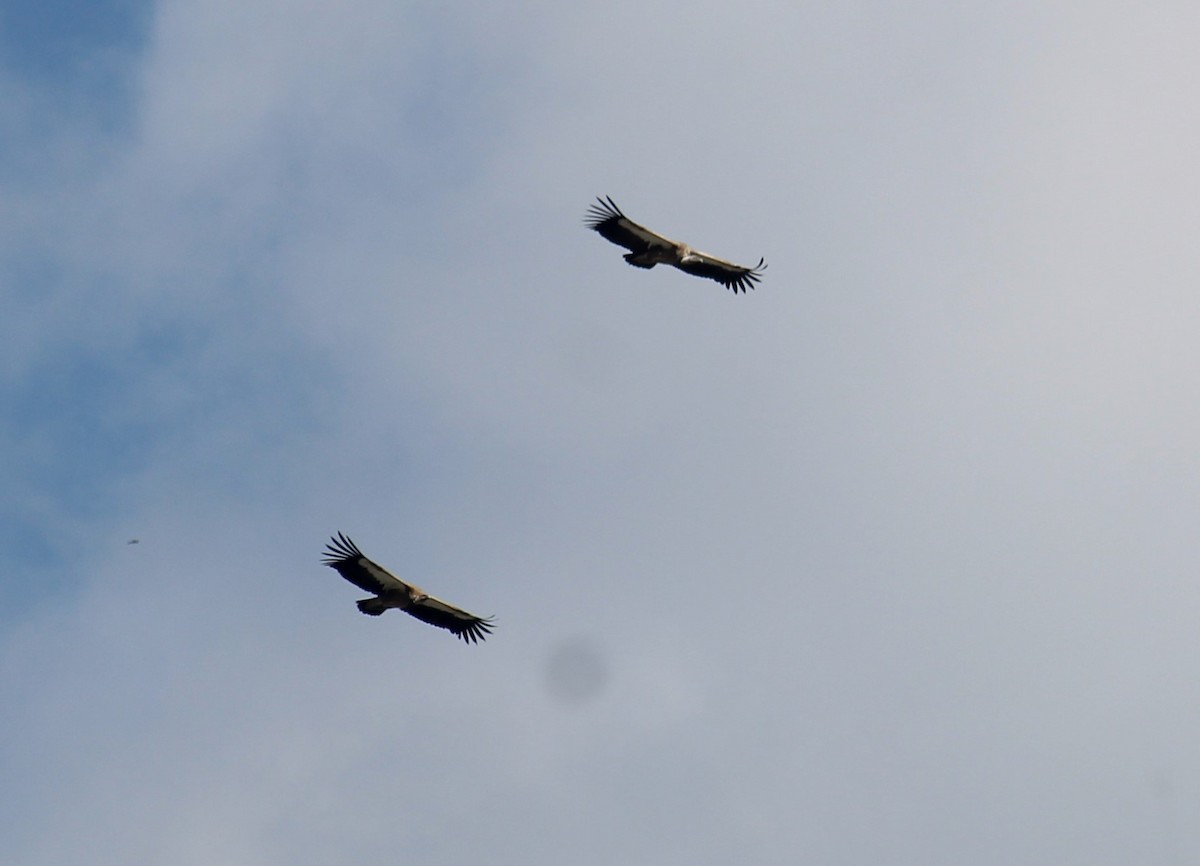 Хималайн хажир - ML633656862