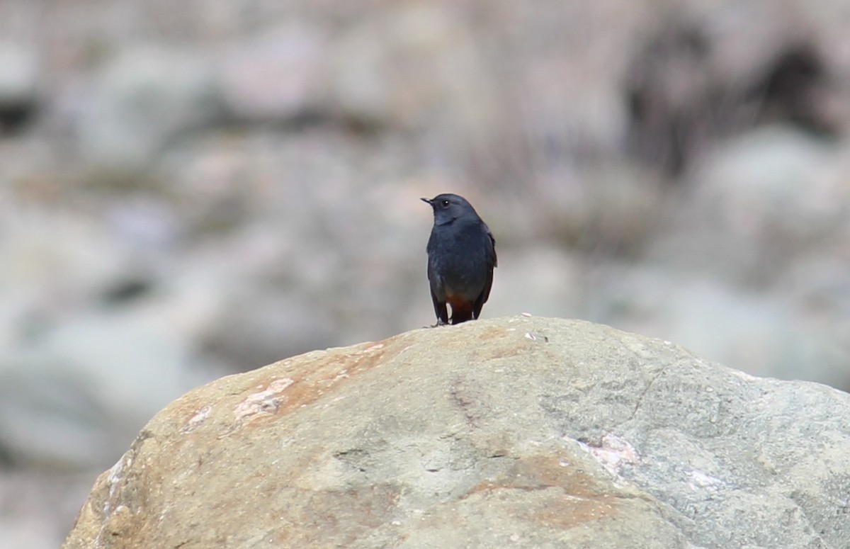 Plumbeous Redstart - ML633656869