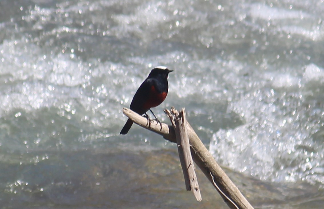 Халзан гал сүүлт - ML633656879