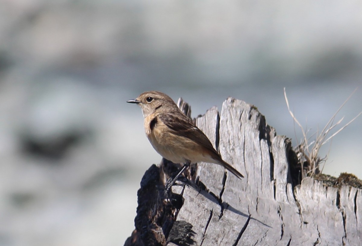 Сибирийн шулганаа - ML633656880