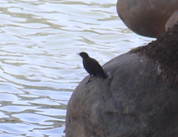 Brown Dipper - ML633656881