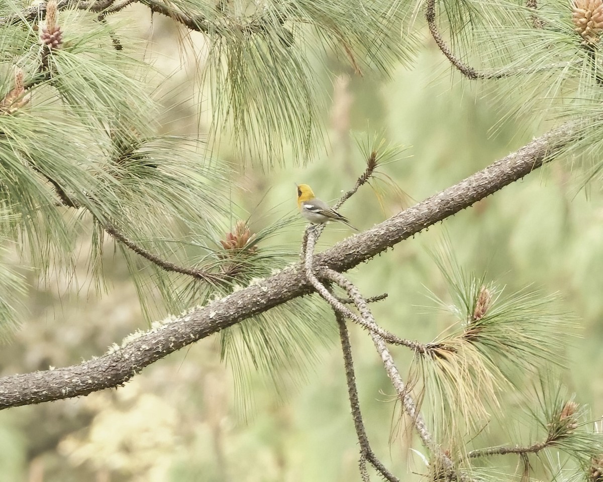 Olive Warbler - ML633657052