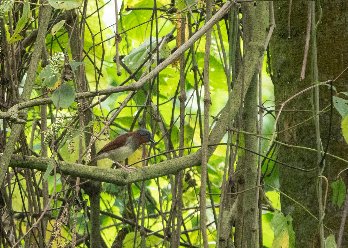 Red-throated Alethe - ML633657106