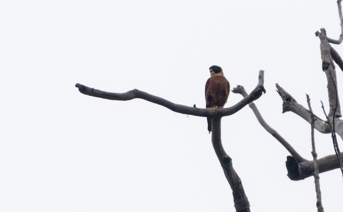 Malaienbaumfalke - ML633657142