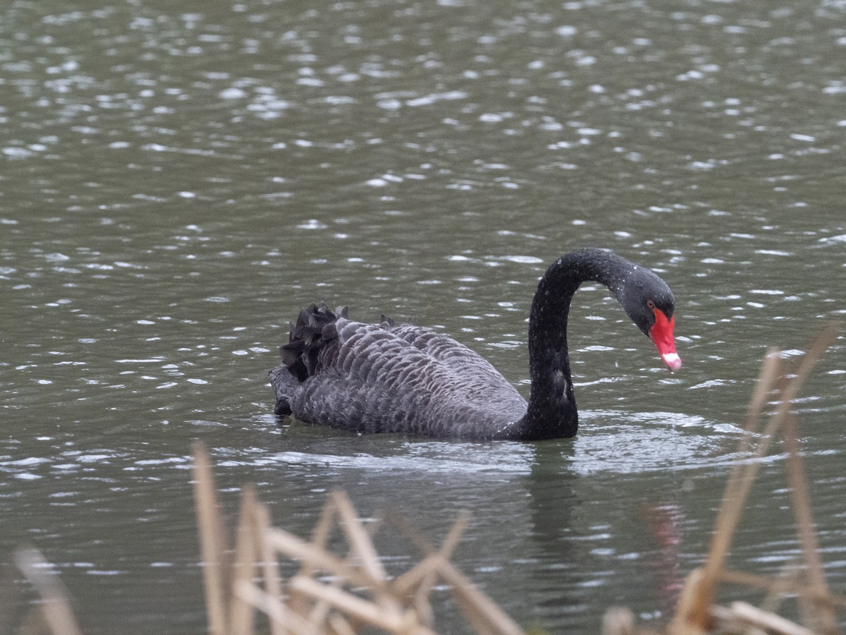 Black Swan - ML633657144