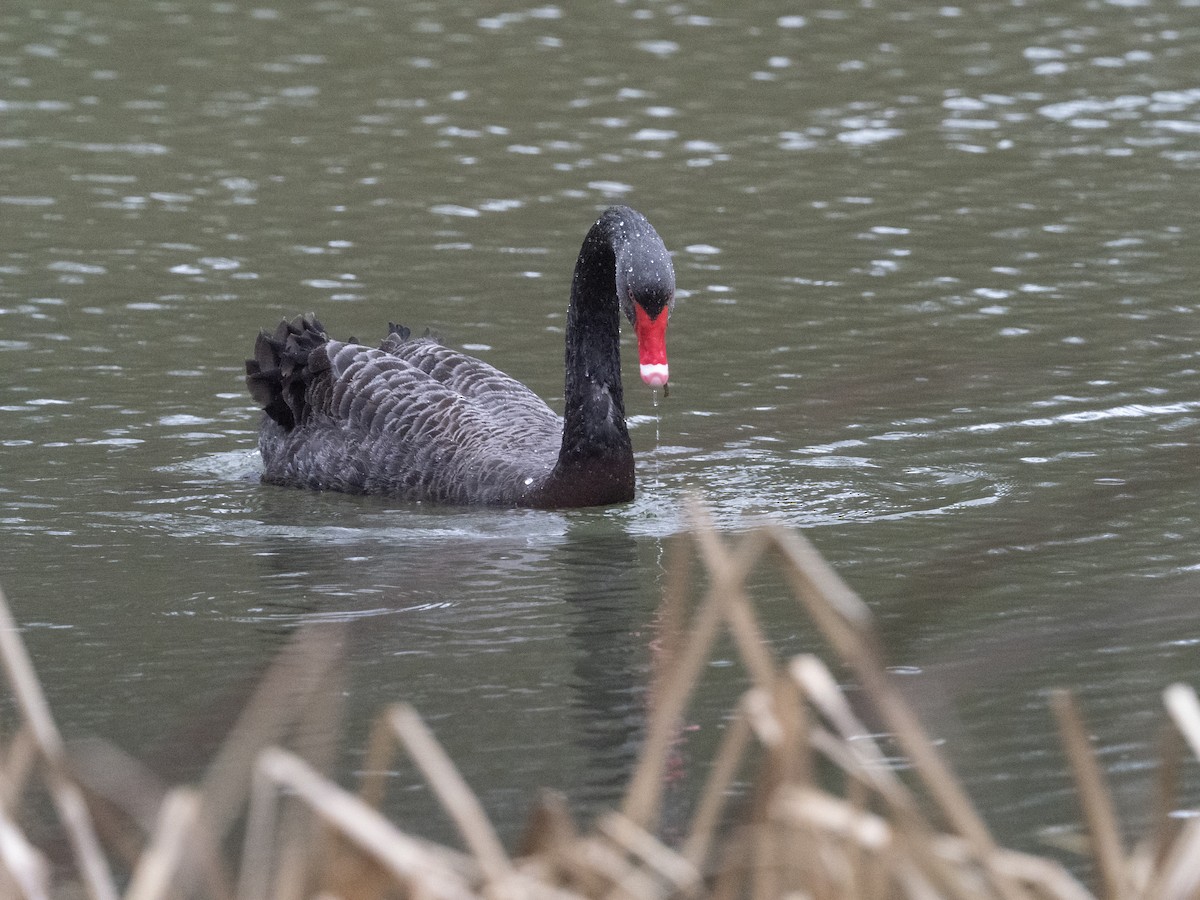 Black Swan - ML633657145