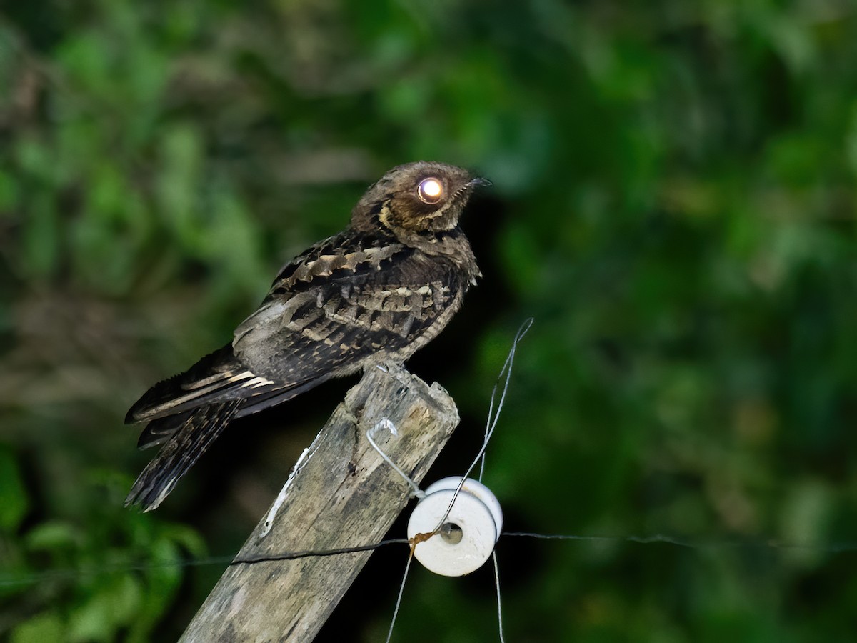 Jerdon's Nightjar - ML633657164
