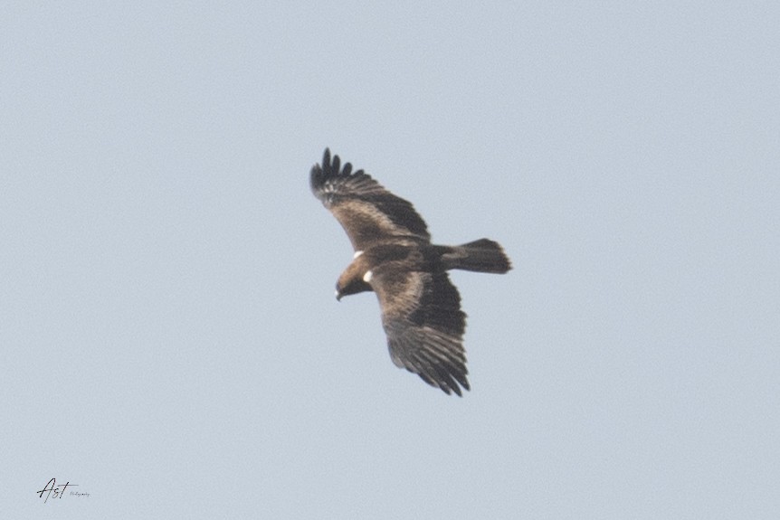 Booted Eagle - ML633657292