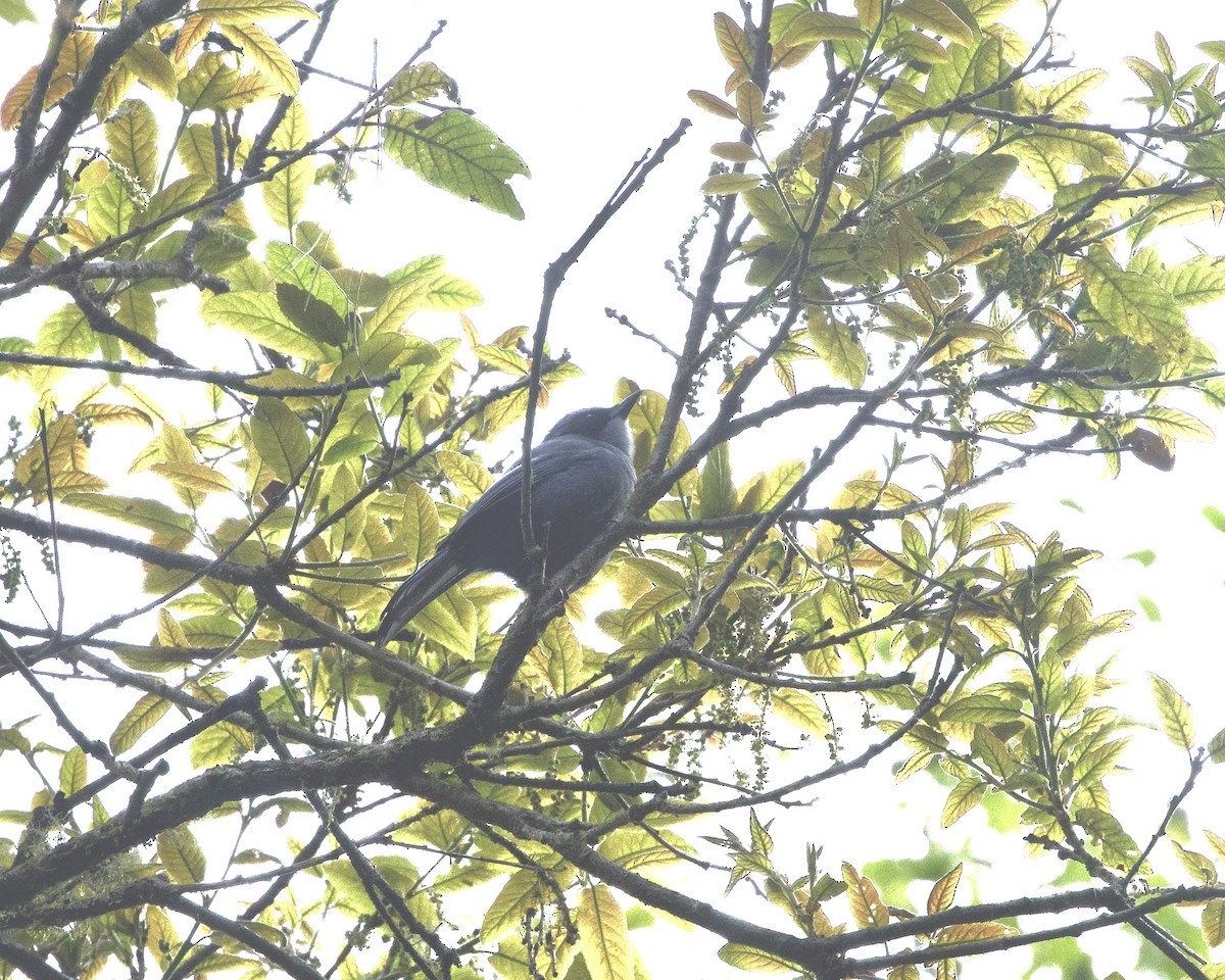 Dwarf Jay - ML633657298