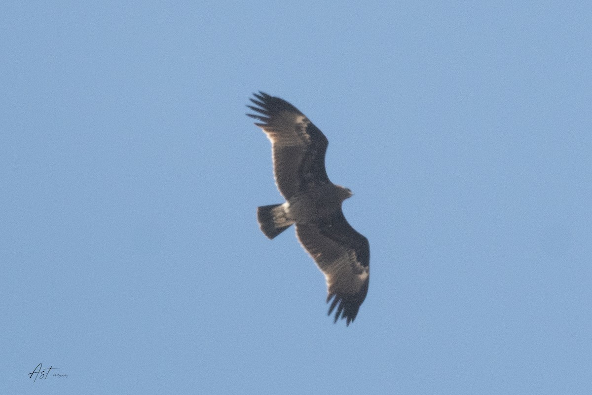 Greater Spotted Eagle - ML633657299