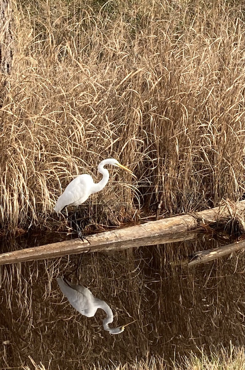 Great Egret - ML633657307