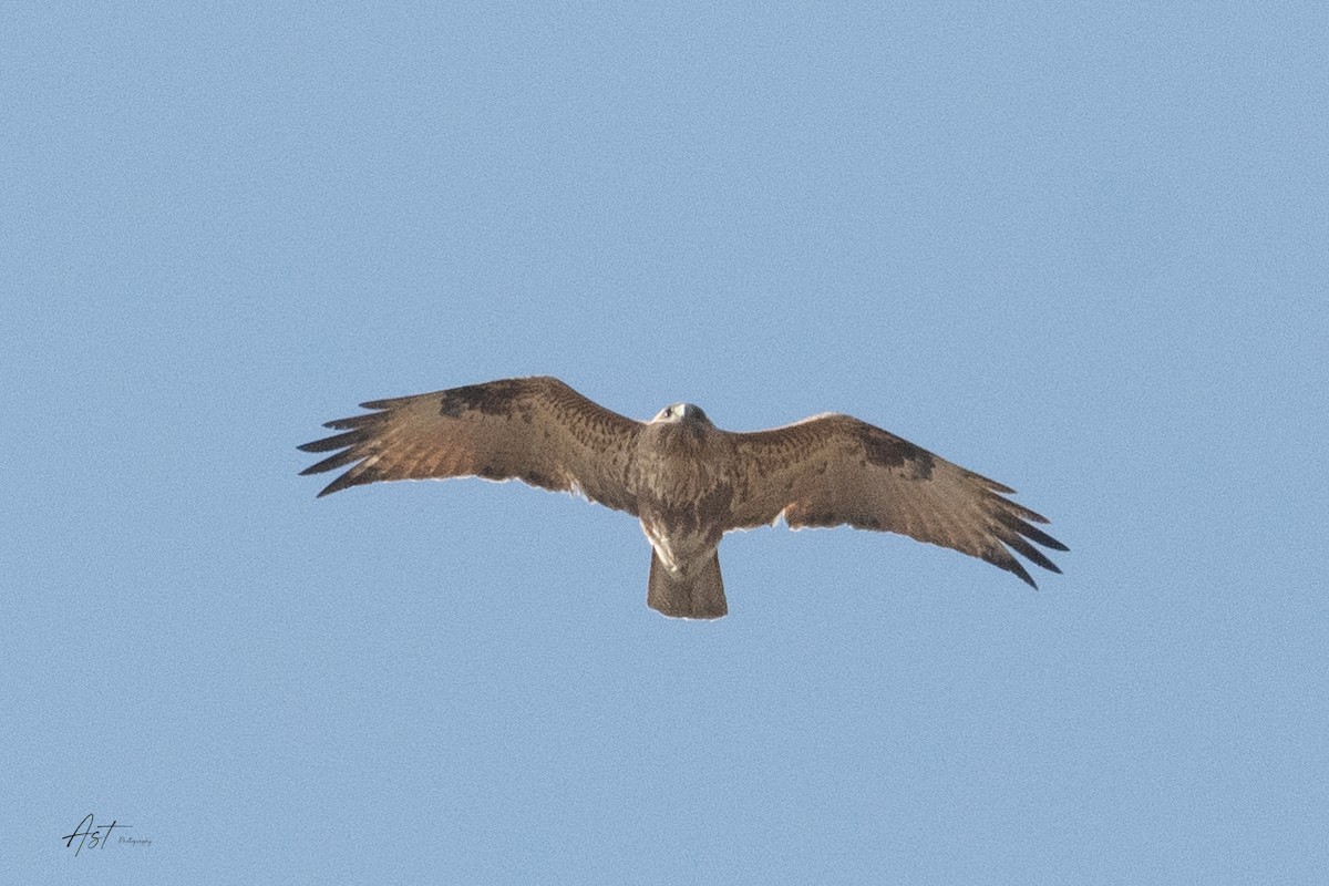 Eastern Buzzard - ML633657308