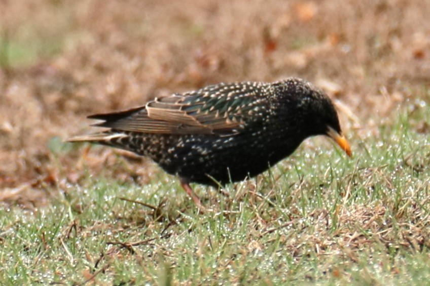 European Starling - ML633657508