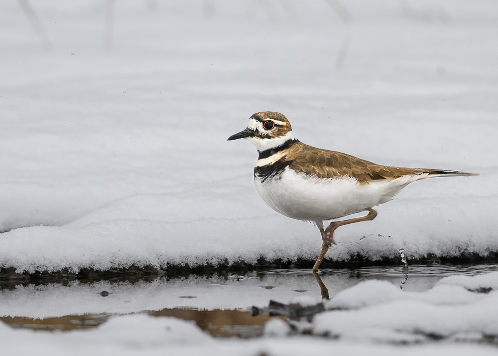 Killdeer - ML633657648