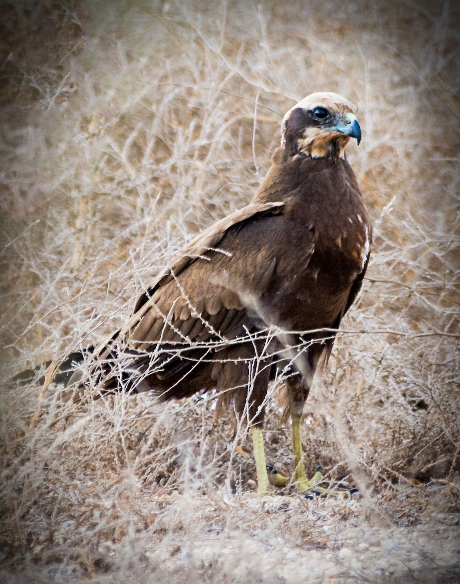 Western Marsh Harrier - ML633657923